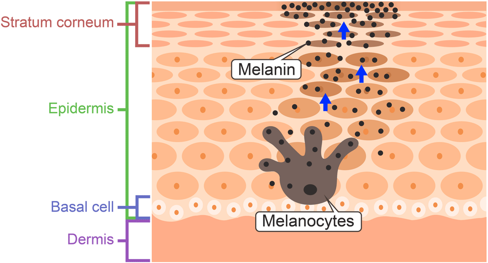 Melanocytes And Melanin Melanocytes And Melanin